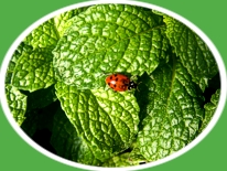 Lady Bug On Mint Leaf